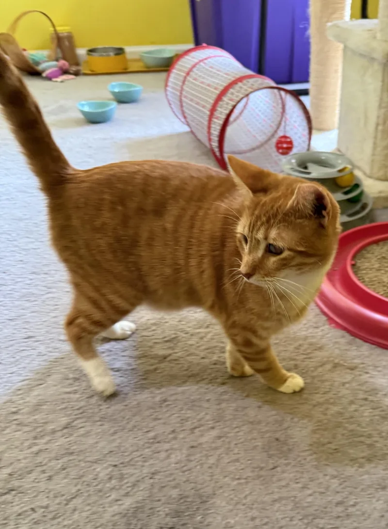 An adult medium-sized male Domestic Short Hair cat named Mickey for adoption in Clayton, NC