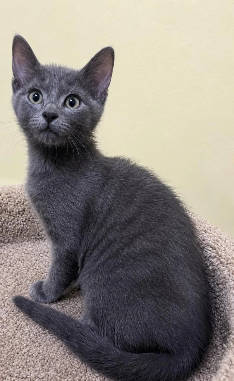 A baby medium-sized female Gray / Blue / Silver Domestic Short Hair cat named Edna for adoption in Jackson, GA