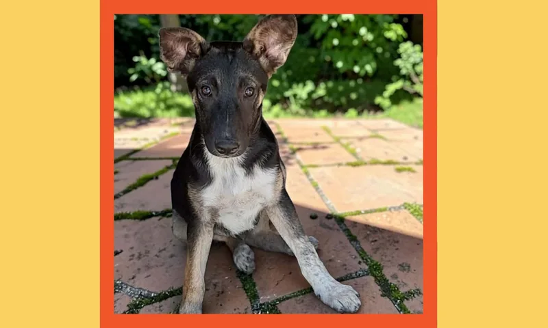 A baby medium-sized male Mixed Breed dog named Denver for adoption in San Francisco, CA
