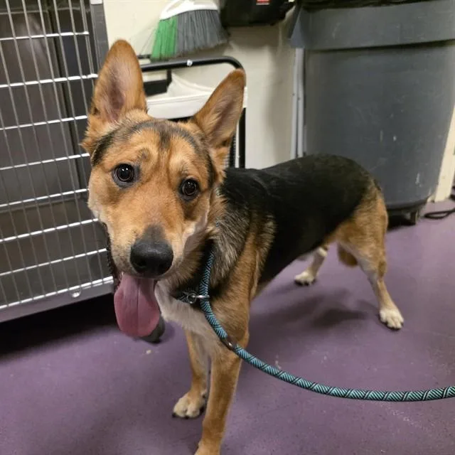 A young medium-sized male German Shepherd Dog dog named Crickett for adoption in Long Beach, CA