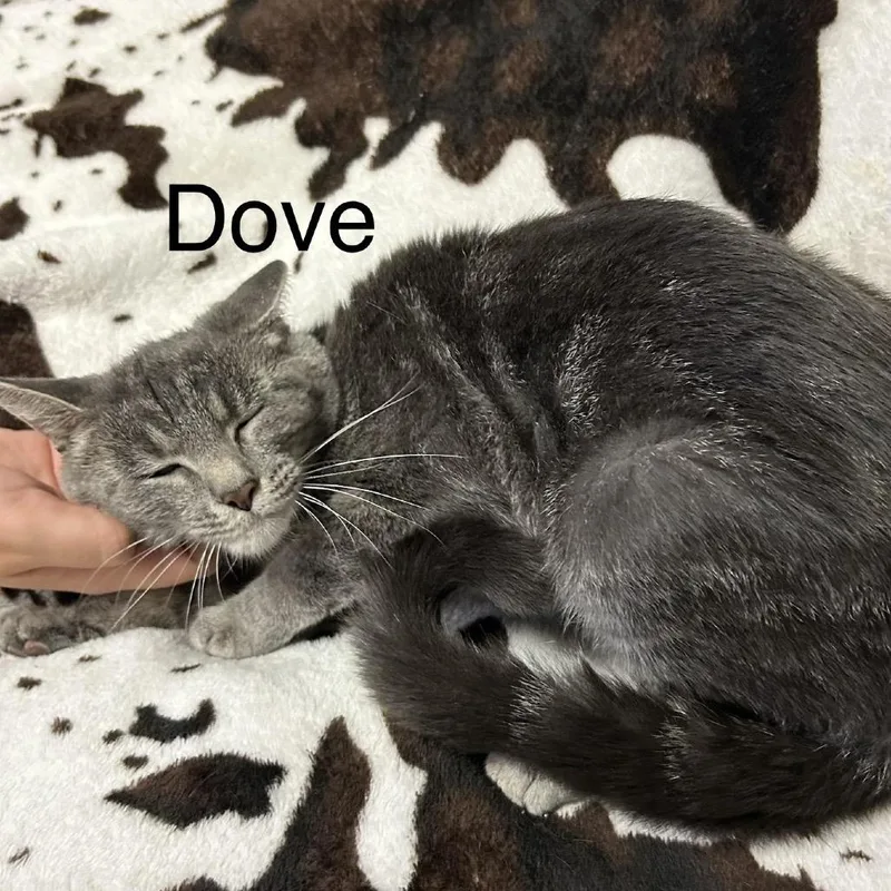 A young small-sized female Gray / Blue / Silver Domestic Short Hair cat named Dove Meet me at for adoption in Buffalo, MN