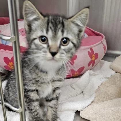 A young small-sized female Domestic Short Hair cat named Widget for adoption in Scotia, NY