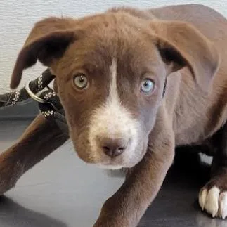 A baby medium-sized female Brown / Chocolate Mixed Breed dog named Jill for adoption in Las Cruces, NM