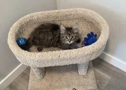 Maya