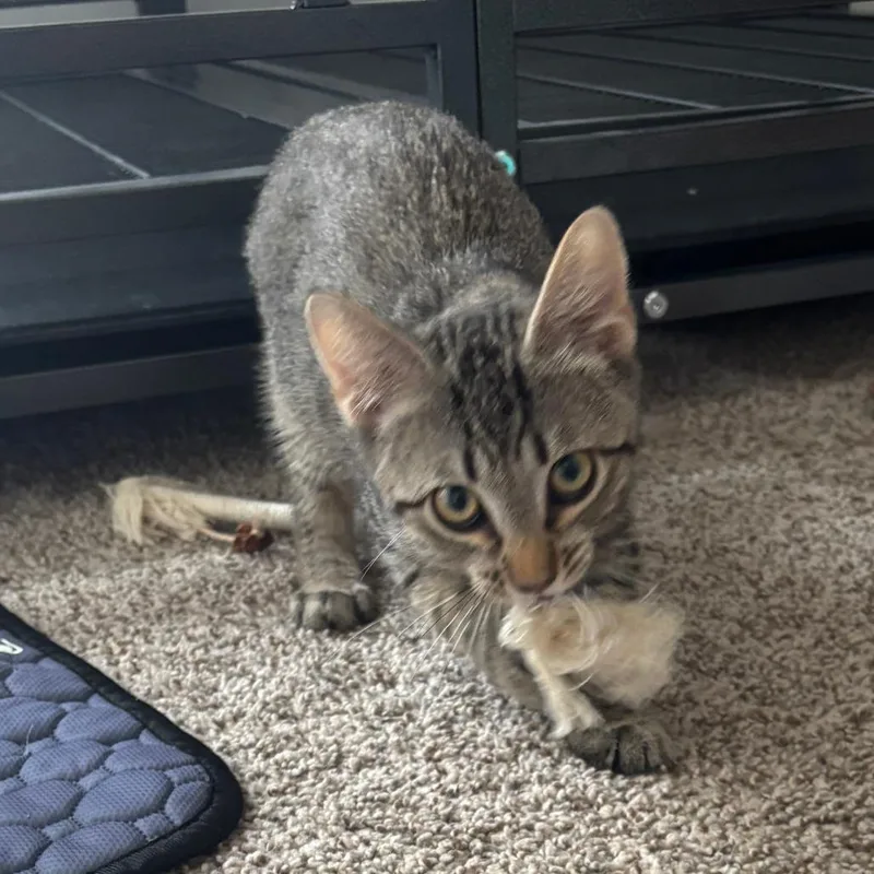 A baby small-sized male Buff / Tan / Fawn Domestic Short Hair cat named Little Lad for adoption in Wichita, KS