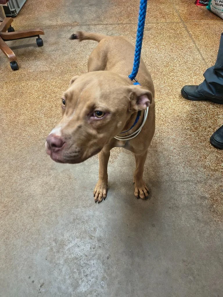 A young large-sized male Pit Bull Terrier dog named Latte for adoption in Brownwood, TX