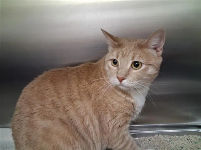 A young large-sized female Domestic Short Hair cat named Sita for adoption in Santa Fe, NM