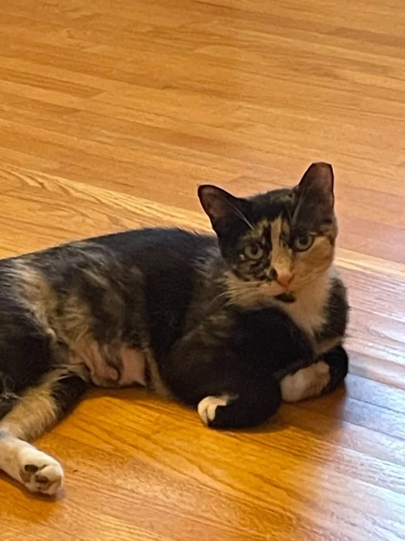 A young medium-sized female Calico Calico cat named Lucy for adoption in Rochester, NY