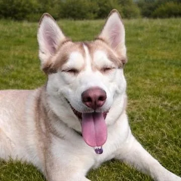 An adult medium-sized female Tricolor (Brown, Black, & White) Husky dog named Ruby for adoption in Long Beach, WA