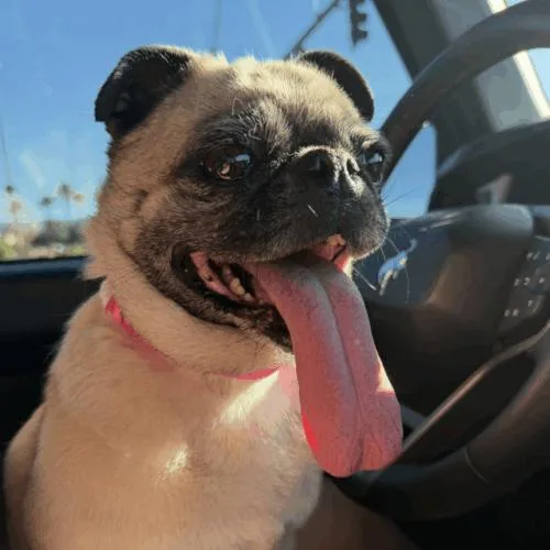 An adult small-sized female Yellow / Tan / Blond / Fawn Pug dog named Mariah for adoption in Seattle, WA