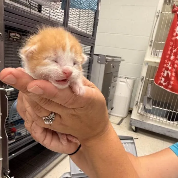 A baby small-sized female Orange / Red Domestic Short Hair cat named Khai for adoption in Edwardsville, IL