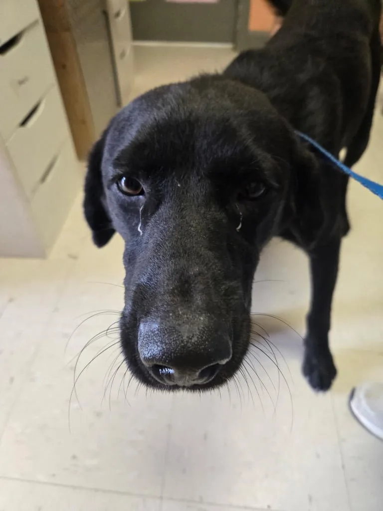A young medium-sized male Labrador Retriever dog named Love Lee Adult for adoption in Morgantown, KY