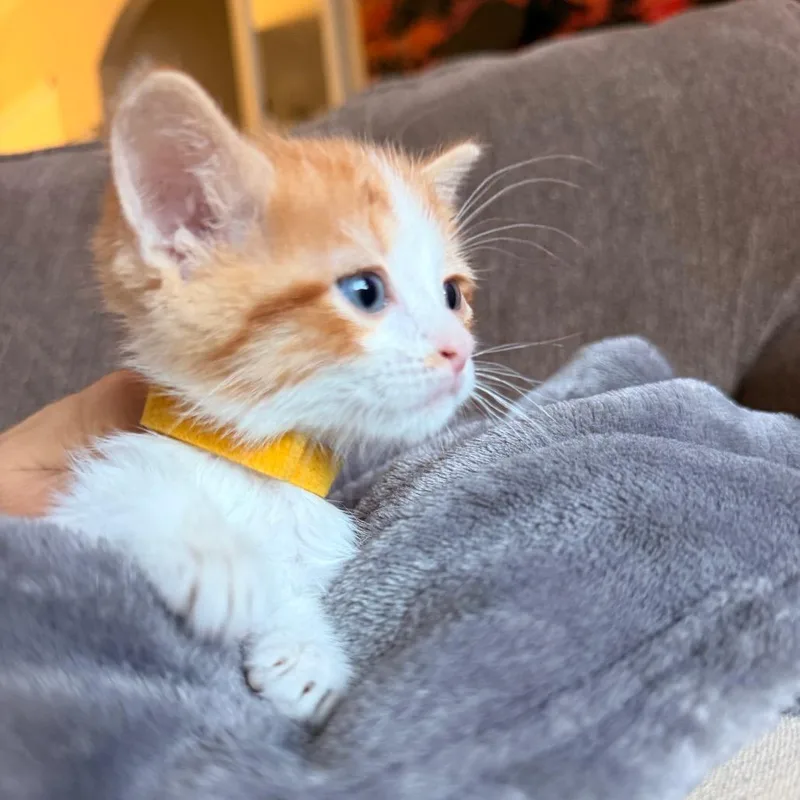 A baby small-sized female Orange / Red Domestic Short Hair cat named Mrs. Puff for adoption in Commerce City, CO