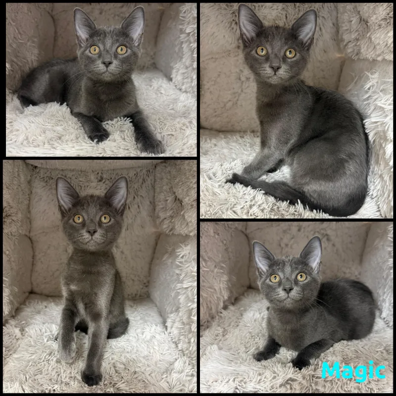 A baby small-sized male Gray / Blue / Silver Domestic Short Hair cat named Magic for adoption in Louisville, KY