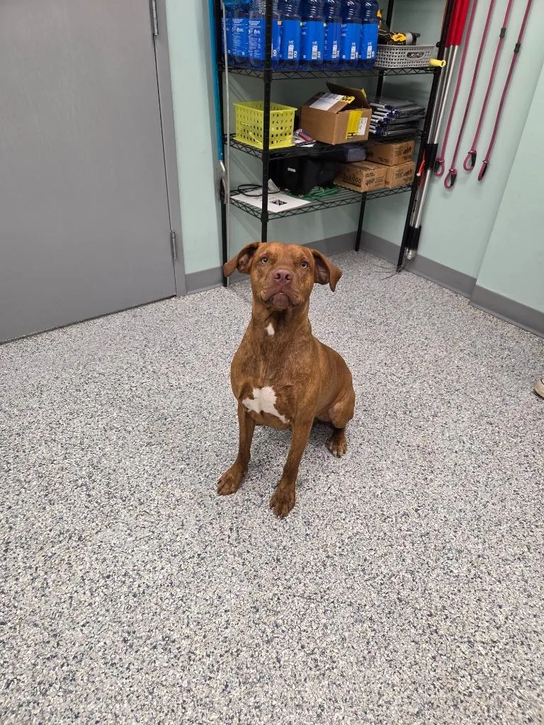 A young medium-sized male Terrier dog named Tucker for adoption in Athens, TN