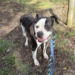An adult large-sized female American Bulldog dog named Diamond for adoption in Phoenixville, PA