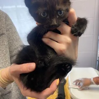 A baby small-sized male Black Domestic Short Hair cat named Crow for adoption in South Elgin, IL