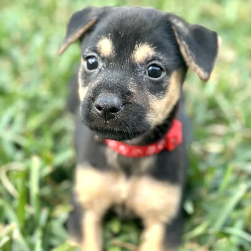 A baby small-sized female Bicolor Chihuahua dog named Dr Donut for adoption in Brownsville, TX