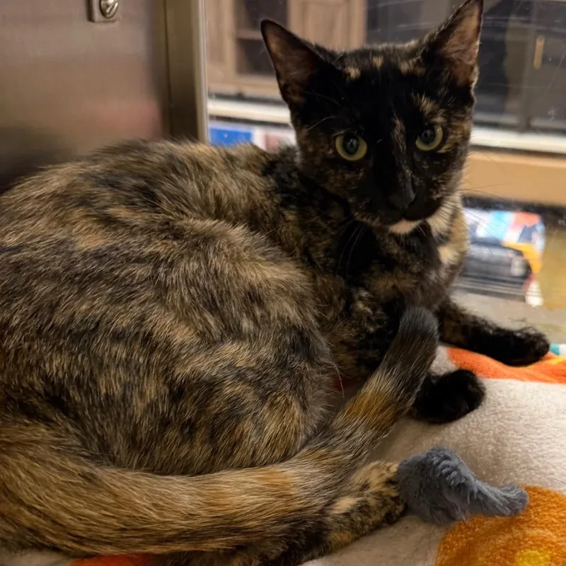A young small-sized female Tortoiseshell Domestic Short Hair cat named Pepper for adoption in Hemet, CA