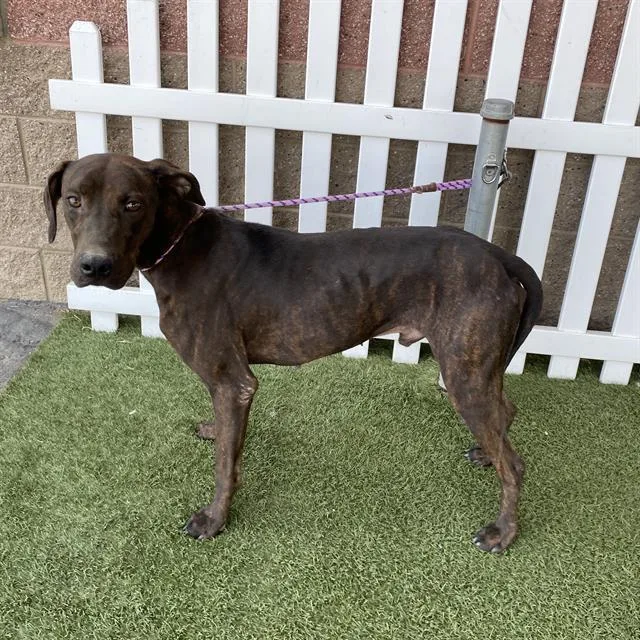 An adult large-sized male Plott Hound dog named A for adoption in Modesto, CA