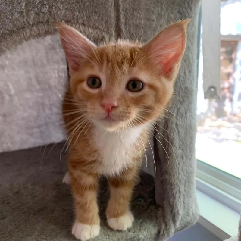 A baby small-sized male Orange / Red Domestic Short Hair cat named Bronco for adoption in La Grange, KY