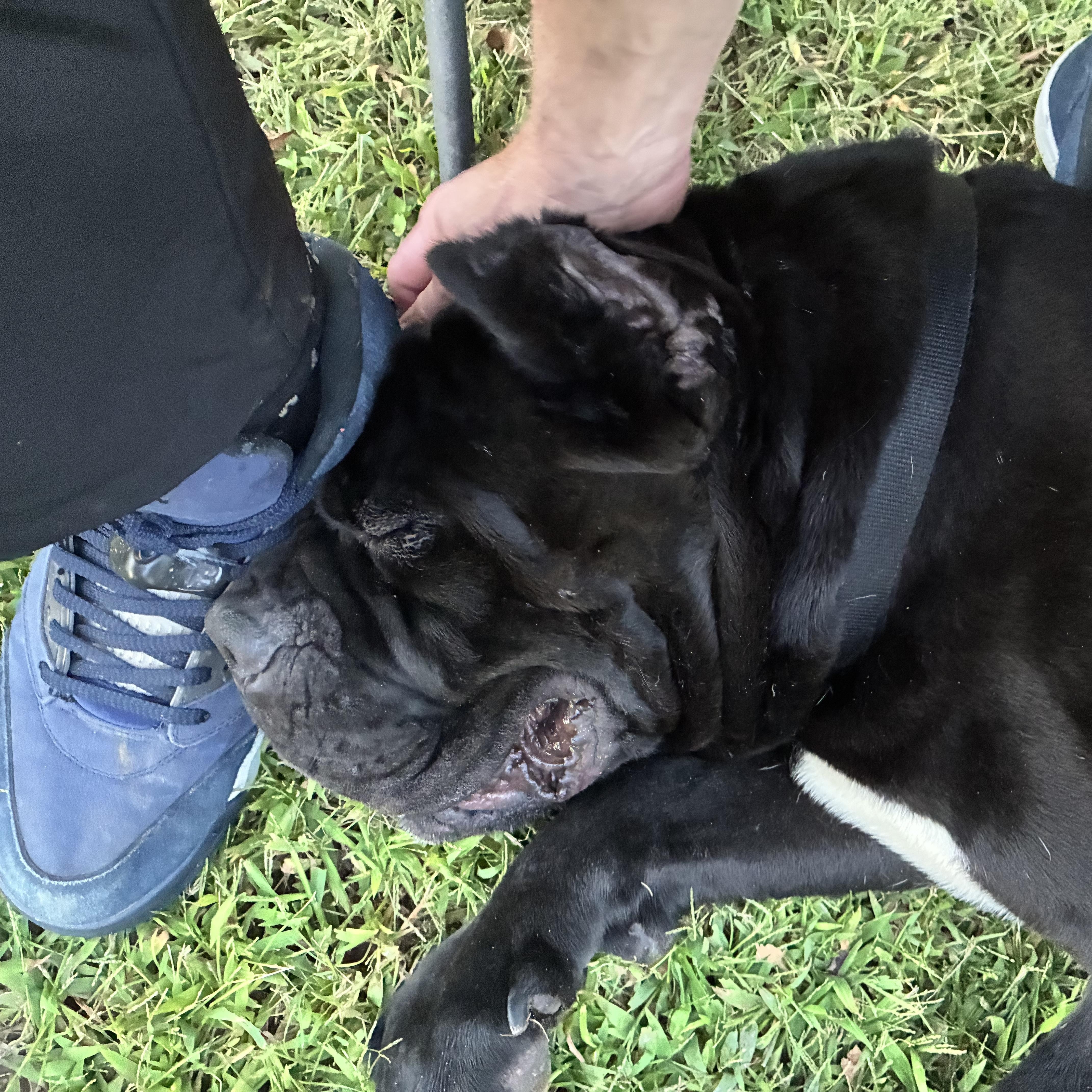 A young extra large-sized male Black Cane Corso dog named Rico for adoption in Pittsburgh, PA