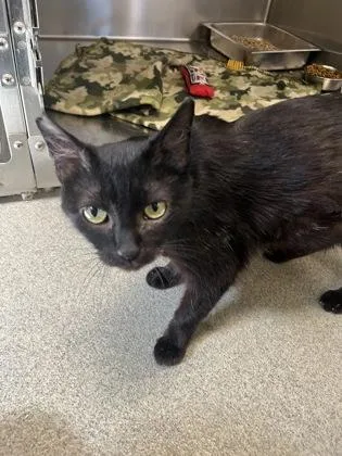 An adult small-sized female Domestic Short Hair cat named Franklyn for adoption in Beatrice, NE