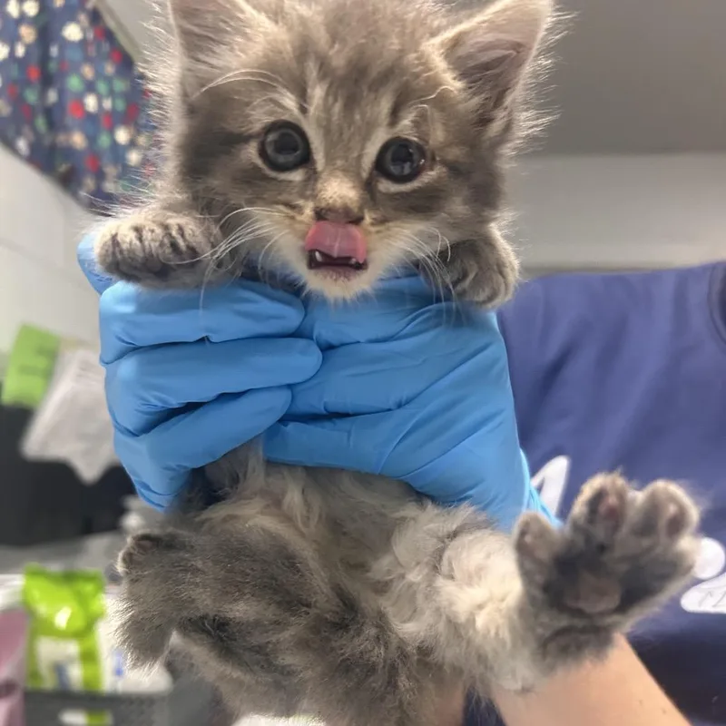 A baby small-sized male Gray / Blue / Silver Domestic Long Hair cat named Yoyo for adoption in Summerville, SC