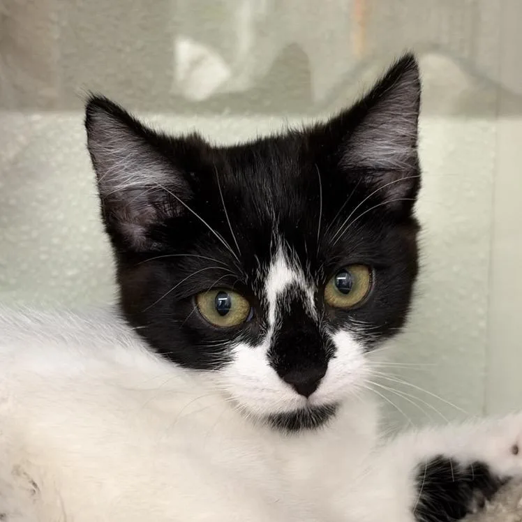 A baby small-sized female Black Domestic Short Hair cat named Salami for adoption in Colorado Springs, CO