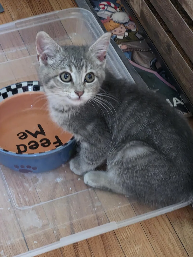 A baby medium-sized female Tabby (Gray / Blue / Silver) Domestic Short Hair cat named River for adoption in Minneapolis, MN