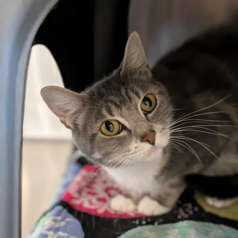 An adult medium-sized female Gray / Blue / Silver Domestic Short Hair cat named Hollywood for adoption in Spokane, WA