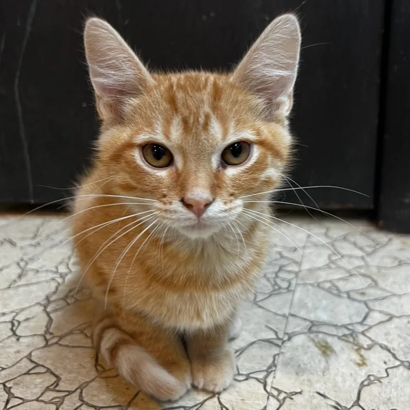 A baby small-sized male Orange / Red Domestic Short Hair cat named Marcus for adoption in South Elgin, IL