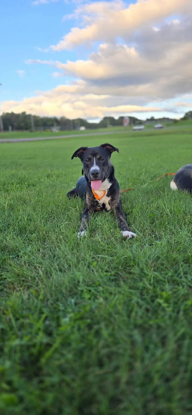 A young large-sized male Black Pit Bull Terrier dog named Gunner for adoption in Johnstown, PA