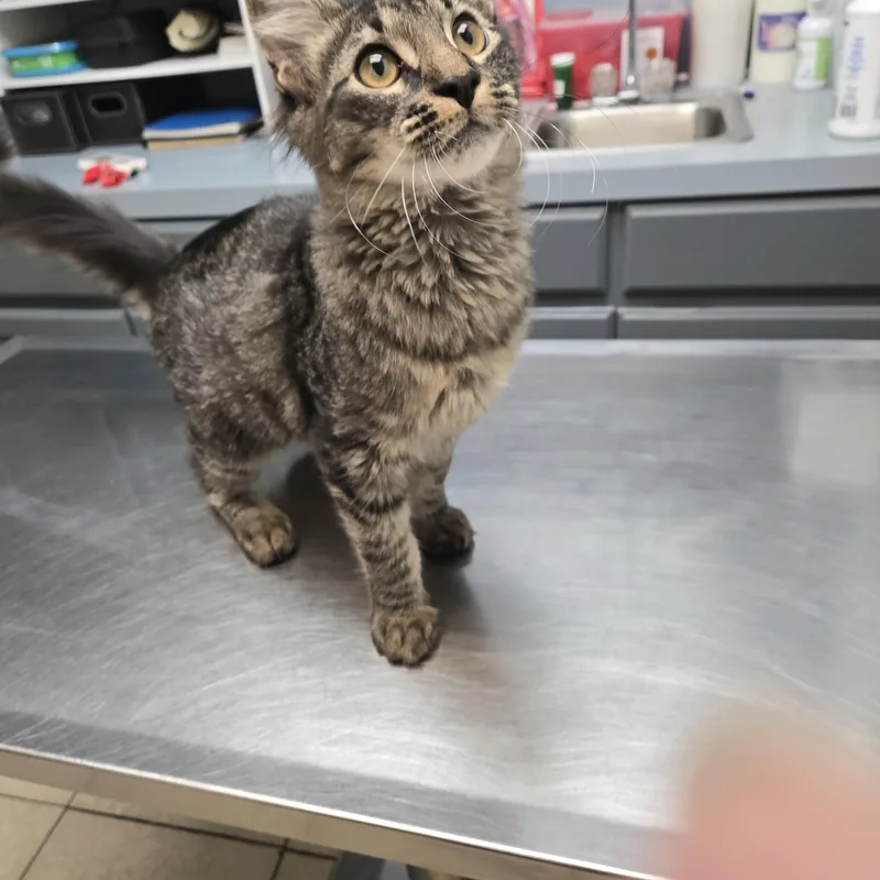 A young medium-sized male Domestic Long Hair cat named George for adoption in Tulsa, OK