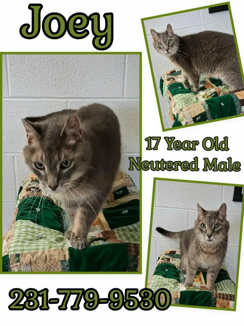 A senior medium-sized male Domestic Short Hair cat named Joey for adoption in Cadillac, MI