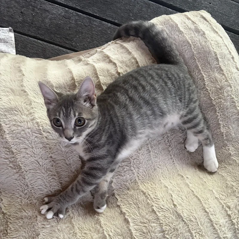 A baby medium-sized female Gray / Blue / Silver Domestic Short Hair cat named Peggy Olson for adoption in Houston, TX