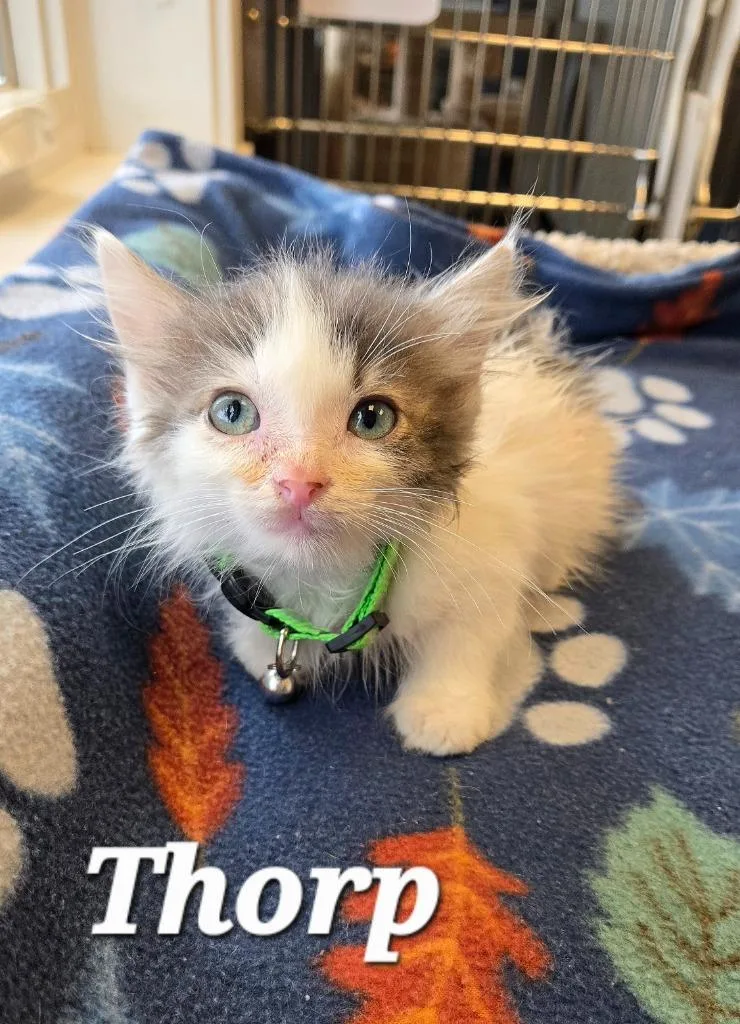 A baby small-sized male Domestic Medium Hair cat named Thorp for adoption in Sidney, OH