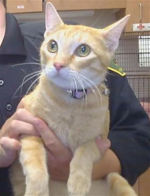 A young medium-sized female Domestic Short Hair cat named Sunshine for adoption in Sacramento, CA