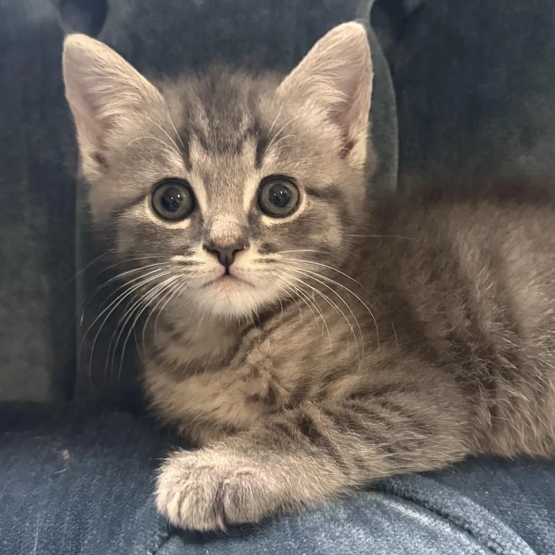 A baby small-sized male Gray / Blue / Silver Domestic Short Hair cat named Fizz for adoption in Chapel Hill, NC