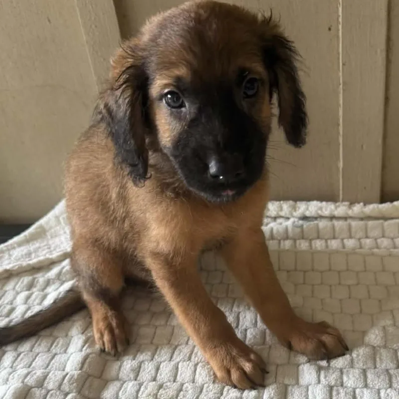 A baby medium-sized male Brown / Chocolate Mixed Breed dog named Georgie for adoption in Alexandria, VA