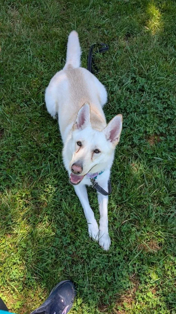 Zelda thumbnail 4