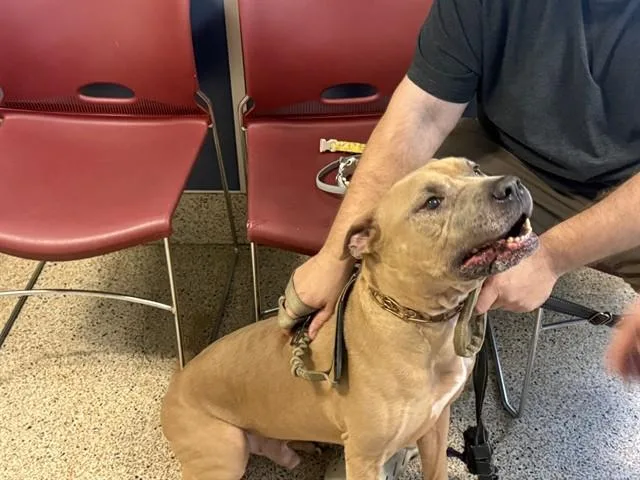 An adult large-sized male Mastiff dog named Rambo for adoption in Miami, FL