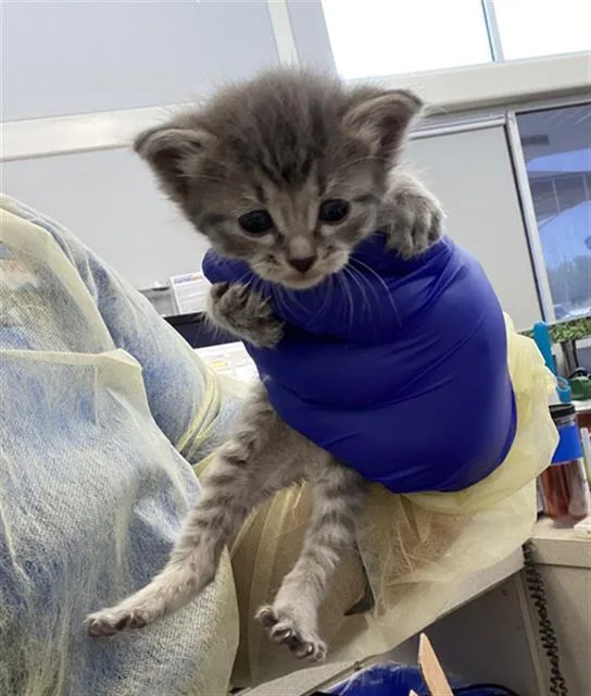 A baby medium-sized female Domestic Short Hair cat named Luna for adoption in Dallas, TX