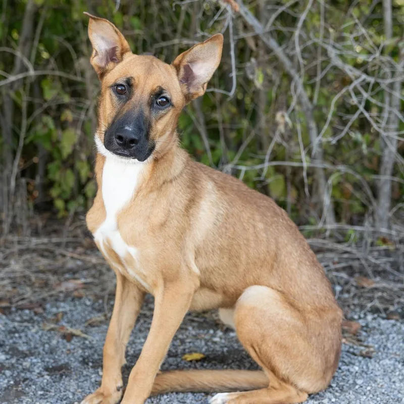 A young medium-sized female Mixed Breed dog named Cola for adoption in Cape Girardeau, MO