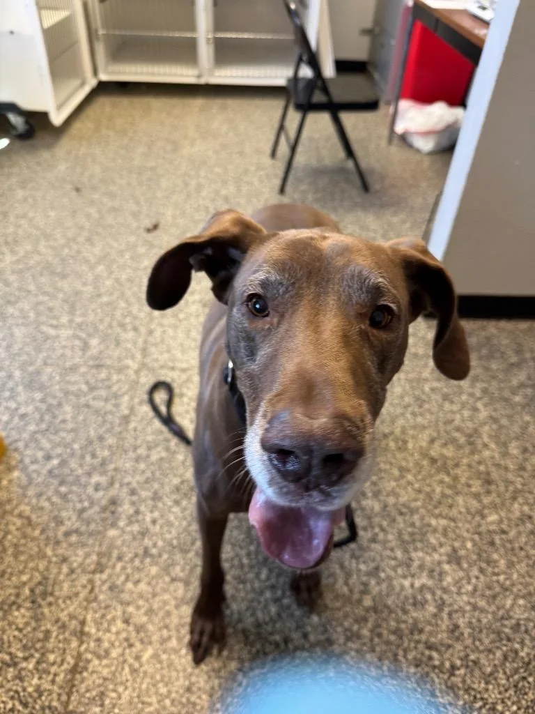 An adult large-sized female Mixed Breed dog named Sugar for adoption in Columbia, TN