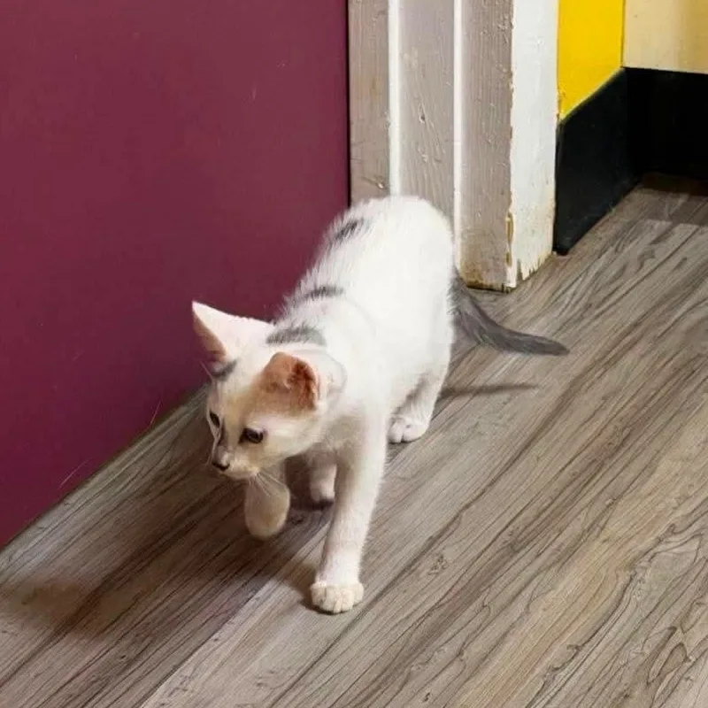 A baby small-sized female White Domestic Short Hair cat named Smudge for adoption in Buford, GA