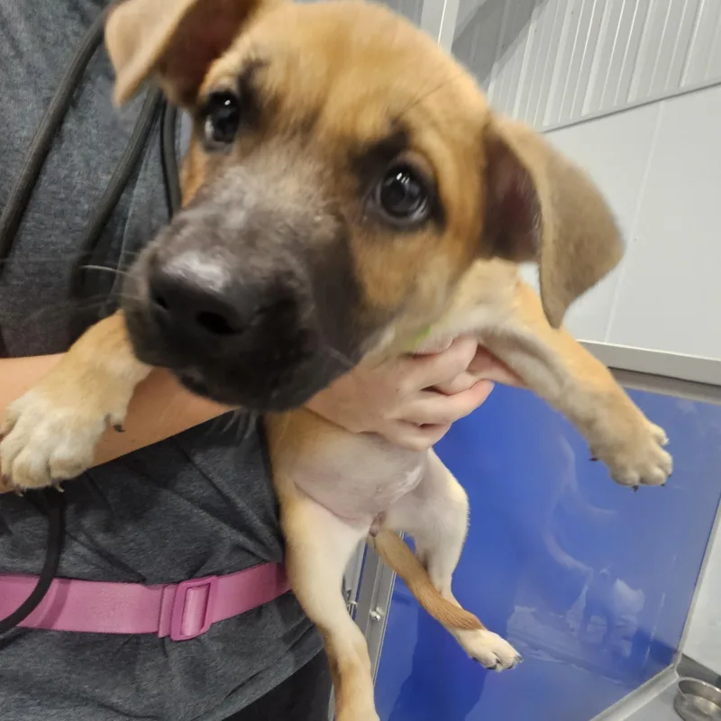 A baby large-sized female German Shepherd Dog dog named Lana for adoption in Kalamazoo, MI