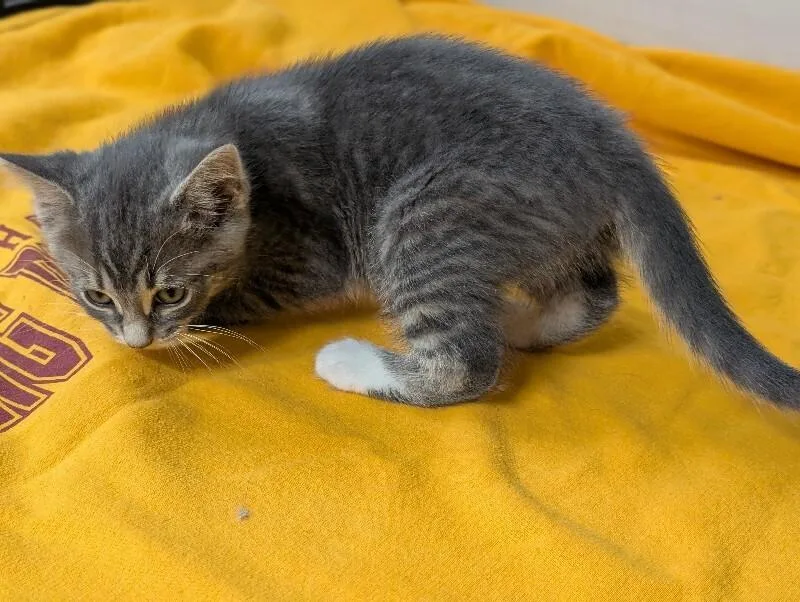 A young medium-sized male Tabby (Gray / Blue / Silver) Domestic Short Hair cat named Caelus for adoption in Adrian, MI