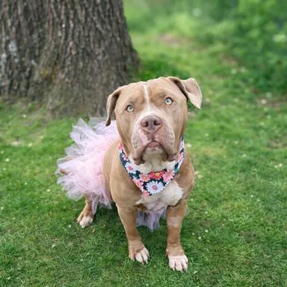 An adult large-sized female Mixed Breed dog named Tinkerbell for adoption in West Chester, PA