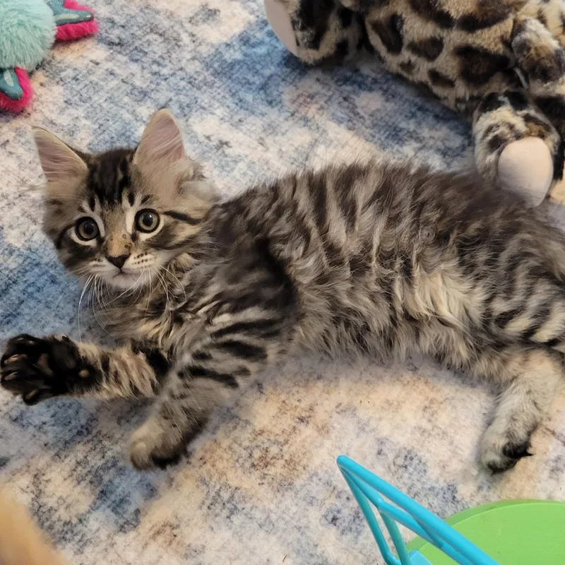 A baby medium-sized male Tabby (Gray / Blue / Silver) Domestic Long Hair cat named TowMater for adoption in Fort Worth, TX